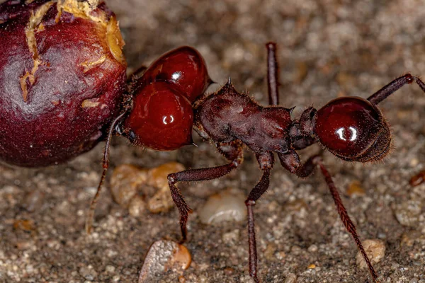 Atta Yaprak Kesen Karınca Türü Atta Laevigata Incir Ağacının Küçük — Stok fotoğraf