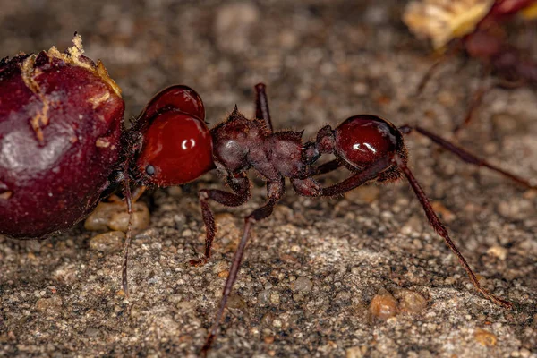 Atta Leaf Cutter Ant Вида Atta Laevigata Несущий Небольшой Плод — стоковое фото