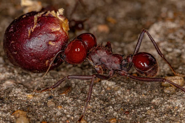 Atta Leaf Cutter Ant Species Atta Laevigata Carrying Small Fig — Stock Photo, Image