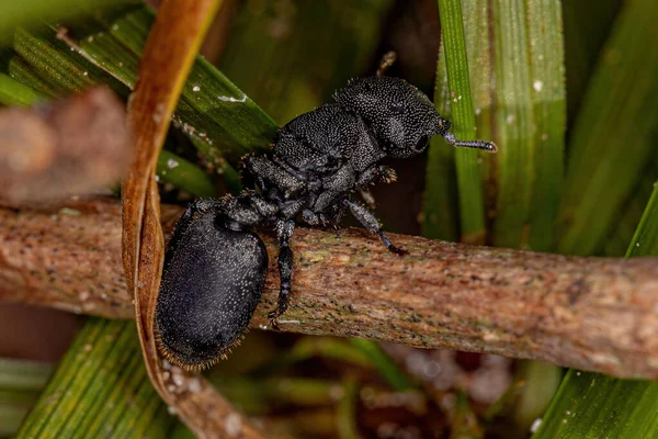Adult Black Queen Turtle Ant of the Genus Cephalotes