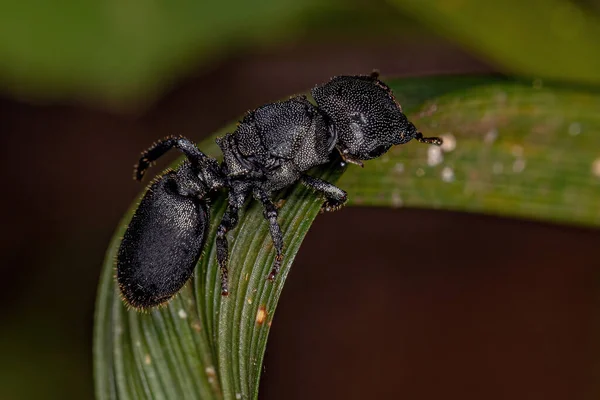 Hormiga Tortuga Reina Negra Adulta Del Género Cephalotes — Foto de Stock