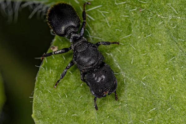 Hormiga Tortuga Reina Negra Adulta Del Género Cephalotes —  Fotos de Stock