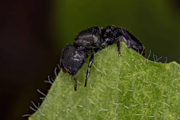 Dorosła Czarna Królowa Żółw Mrówka Rodzaju Cephalotes — Zdjęcie stockowe