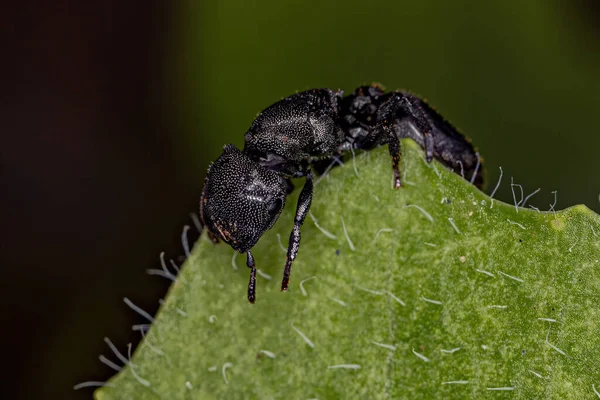 Adulto Preto Rainha Tartaruga Formiga Dos Cefalotes Gênero — Fotografia de Stock