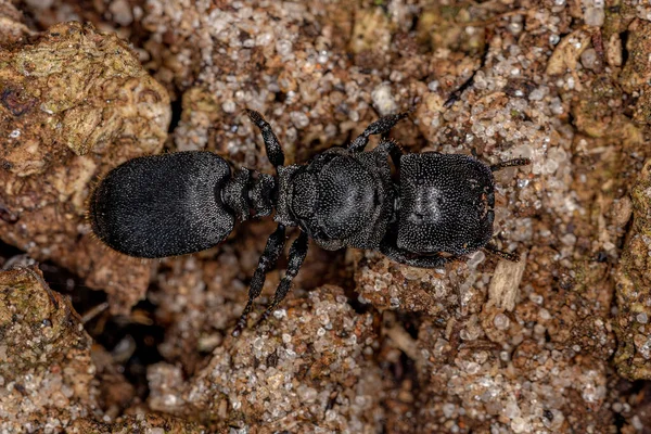 Adult Black Queen Turtle Ant of the Genus Cephalotes