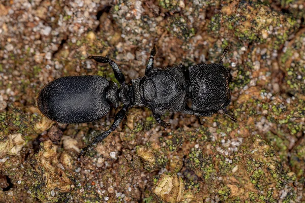 成虫科的成年黑皇后龟蚂蚁 — 图库照片