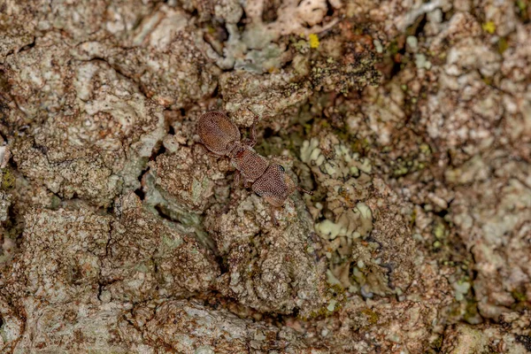 Adult Turtle Ant Genus Κεφαλωτές — Φωτογραφία Αρχείου