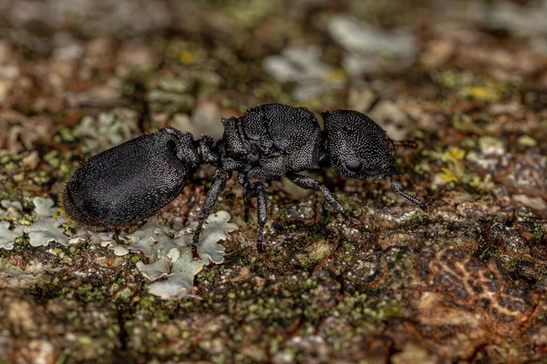 Adult Black Queen Turtle Ant of the Genus Cephalotes