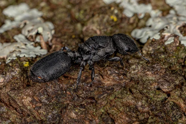 Yetişkin Siyah Kraliçe Kafadanbacaklı Karınca — Stok fotoğraf