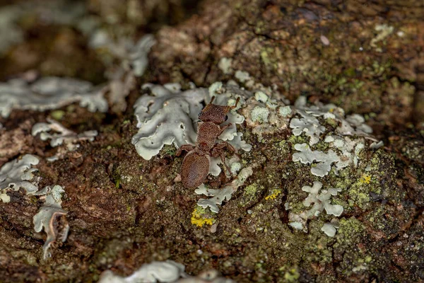 Adulto Tartaruga Formiga Dos Cefalotes Gênero — Fotografia de Stock