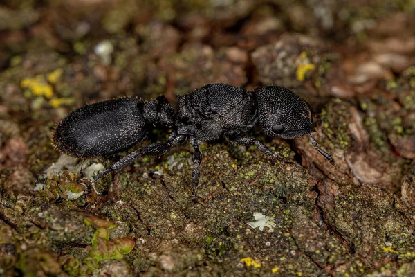 Ενηλίκων Black Queen Turtle Ant Genus Κεφαλωτές — Φωτογραφία Αρχείου