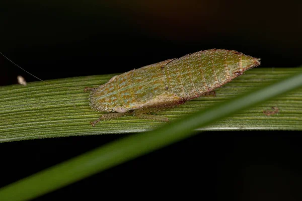 Typická Leafhopper Nymfa Kmene Gyponini — Stock fotografie