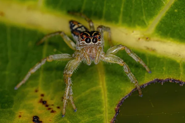 Μικρή Άλμα Αράχνη Του Genus Frigga — Φωτογραφία Αρχείου
