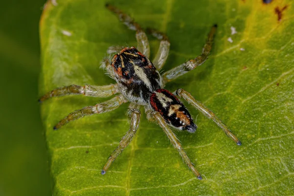 Μικρή Άλμα Αράχνη Του Genus Frigga — Φωτογραφία Αρχείου