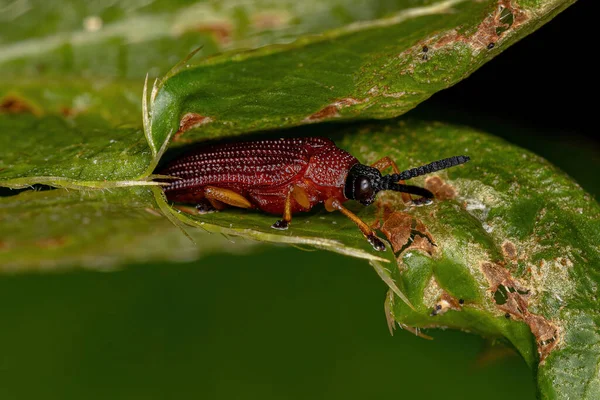 Adult Leaf Beetle Tribe Chalepini — Stock Photo, Image