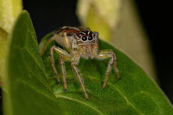 Petite Araignée Sauteuse Genre Frigga — Photo