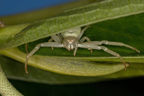Aranha Caranguejo Fêmea Adulta Família Thomisidae — Fotografia de Stock