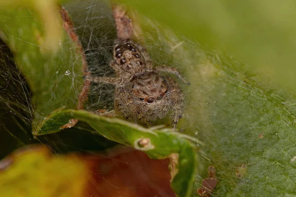 Adult Female Jumping Spider Της Υποφυλής Dendryphantina — Φωτογραφία Αρχείου
