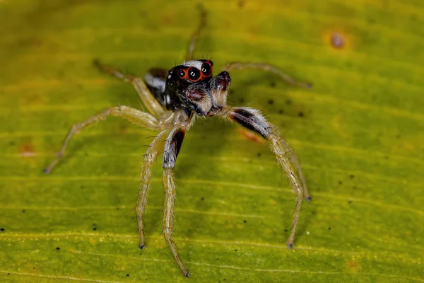 Adult Male Jumping Spider Genus Chira — Stock Photo, Image