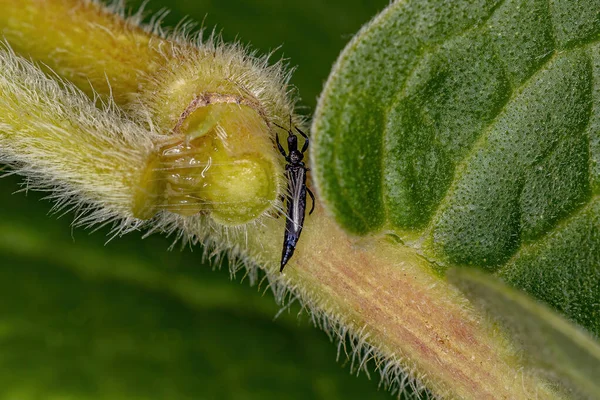 注文の小滴虫 Thysanoptera — ストック写真