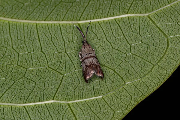 Dospělý Metalmark Moth Rodu Tortyra — Stock fotografie