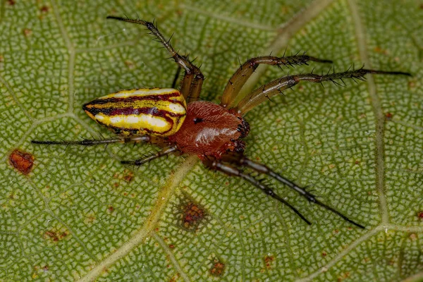 Adulto Típico Orbweaver Araña Del Género Alpaida —  Fotos de Stock