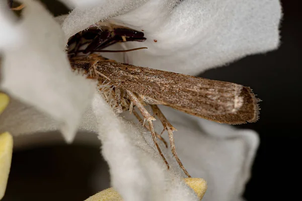 Dospělý Můra Hmyz Řádu Lepidoptera — Stock fotografie