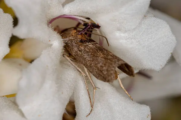 Volwassen Vlinder Insect Van Orde Lepidoptera — Stockfoto