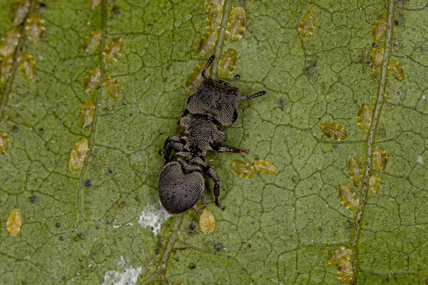 Genus Cephalotes 의성인 거북의 — 스톡 사진