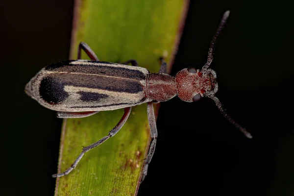 Adult Burning Blister Beetle Genus Epicauta — Stock Photo, Image