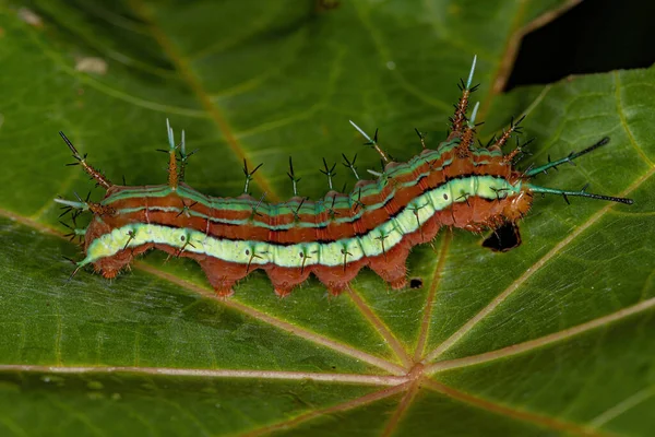 Lepidopteras Lilla Fjärilslarver — Stockfoto