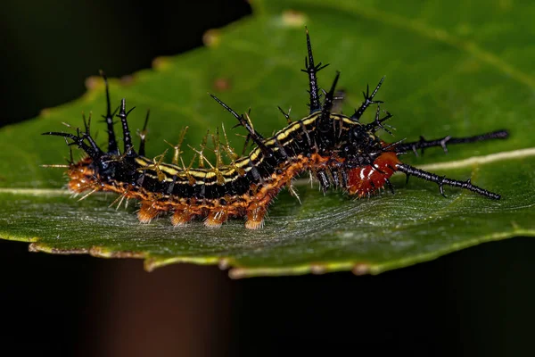 Pequeña Larva Polilla Orden Lepidoptera —  Fotos de Stock