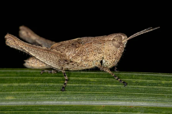 Short Horned Grasshopper Nymph Family Acrididae — Stock Photo, Image