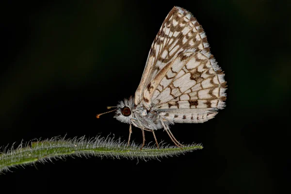 Ενηλίκων Orcus Checkered Skipper Moth Insect Του Είδους Burnsius Orcus — Φωτογραφία Αρχείου