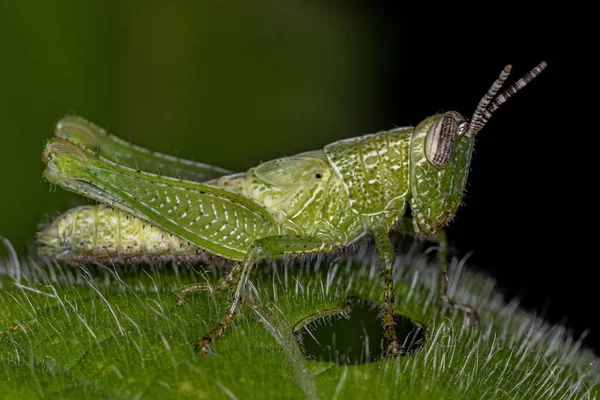 Ninfa Grasshopper Dalla Corna Corta Della Tribù Degli Abracrini — Foto Stock