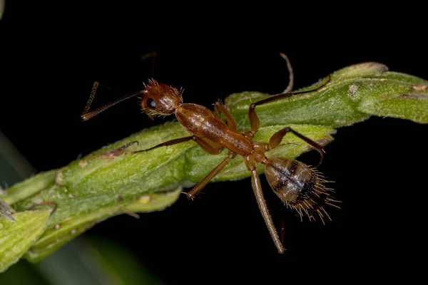 Vuxna Kvinnliga Snickare Släktet Camponotus — Stockfoto