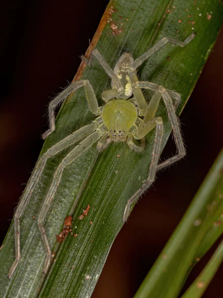 Green Huntsman Spider Species Family Sparassidae — Stock Photo, Image