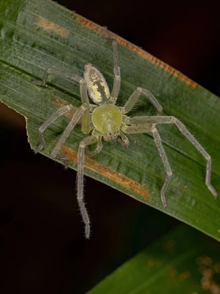 Grüne Jagdspinne Der Art Familie Sparassidae — Stockfoto