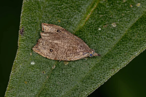 Adult Olethreutine Leafroller Moth Genus Cosmorrhyncha — Stock Photo, Image