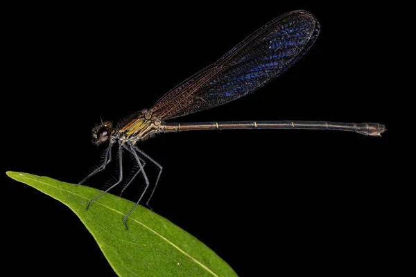 Damselfly Asa Larga Adulta Família Calopterygidae — Fotografia de Stock