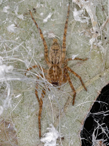 Malý Pavouček Duchů Čeledi Anyphaenidae — Stock fotografie