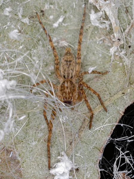 Kleine Gespensterspinne Aus Der Familie Der Anyphaenidae — Stockfoto