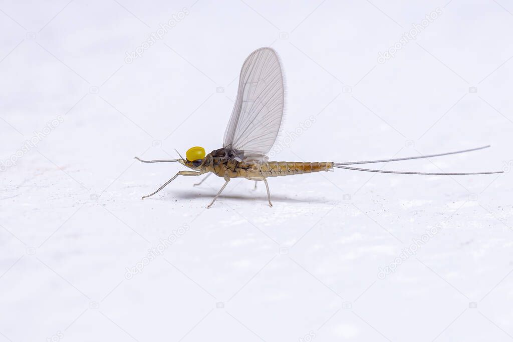 Adult Male Mayfly Insect of the Family Baetidae