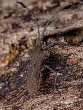 Savaş Arabası cinsinin Yetişkin Yaprak Ayaklı Böceği