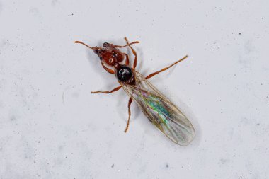 Yetişkin Kadın Koca Kafalı Pheidole cinsinin Karınca Kraliçesi