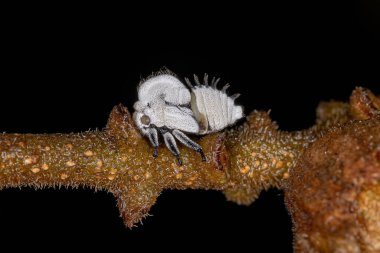 Tipik Treehoppers Membracidae Ailesi perisi.