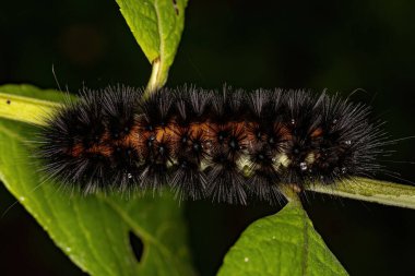 Arctiini kabilesinin Kaplan Güvesi Tırtılları