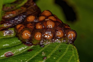 Makro manzaralı yaprağın üzerinde küçük sarı yumurtalar.
