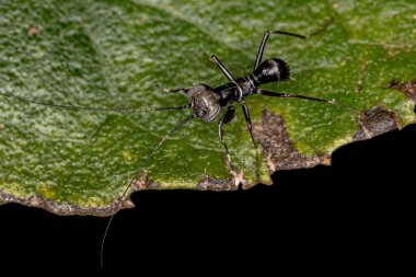 Mantoidid Mantoida cinsinden Mantis Nymph