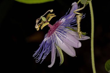Passiflora cinsinin mor ihtiras çiçeği.